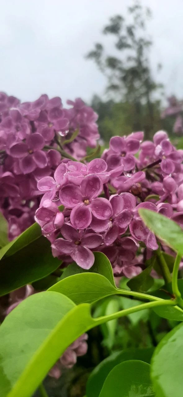 🌸 Сирень — душа русского сада