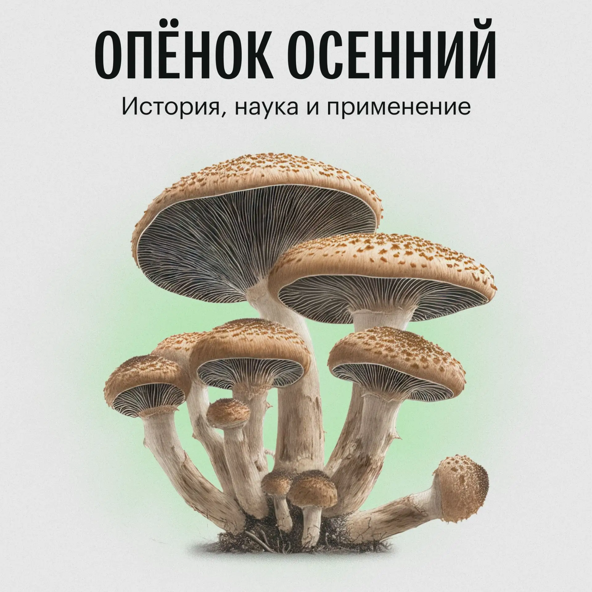 🍄 Гриб, который живет тысячелетиями и убивает леса 🏞