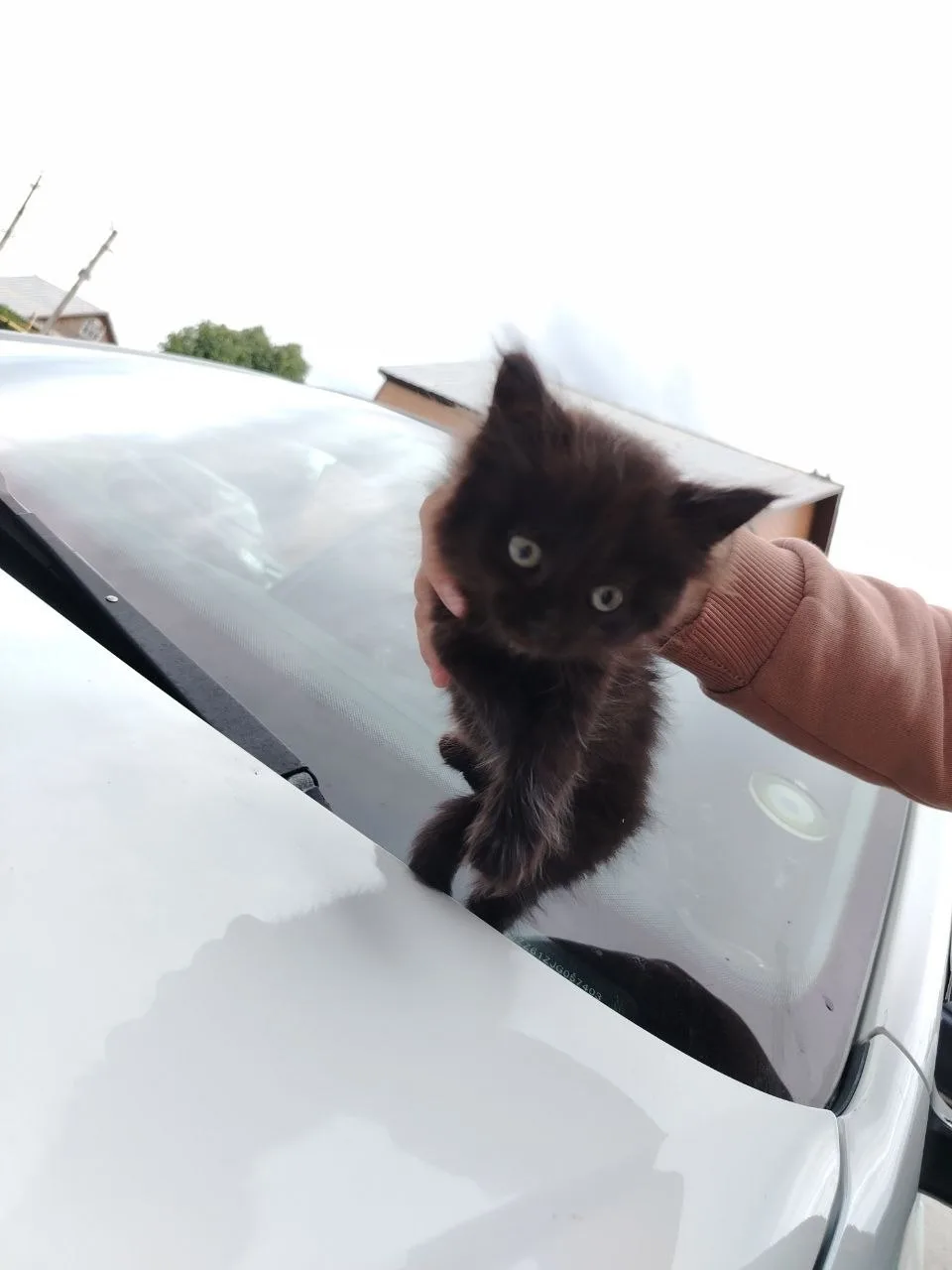 Приехал на двигателе машины котенок