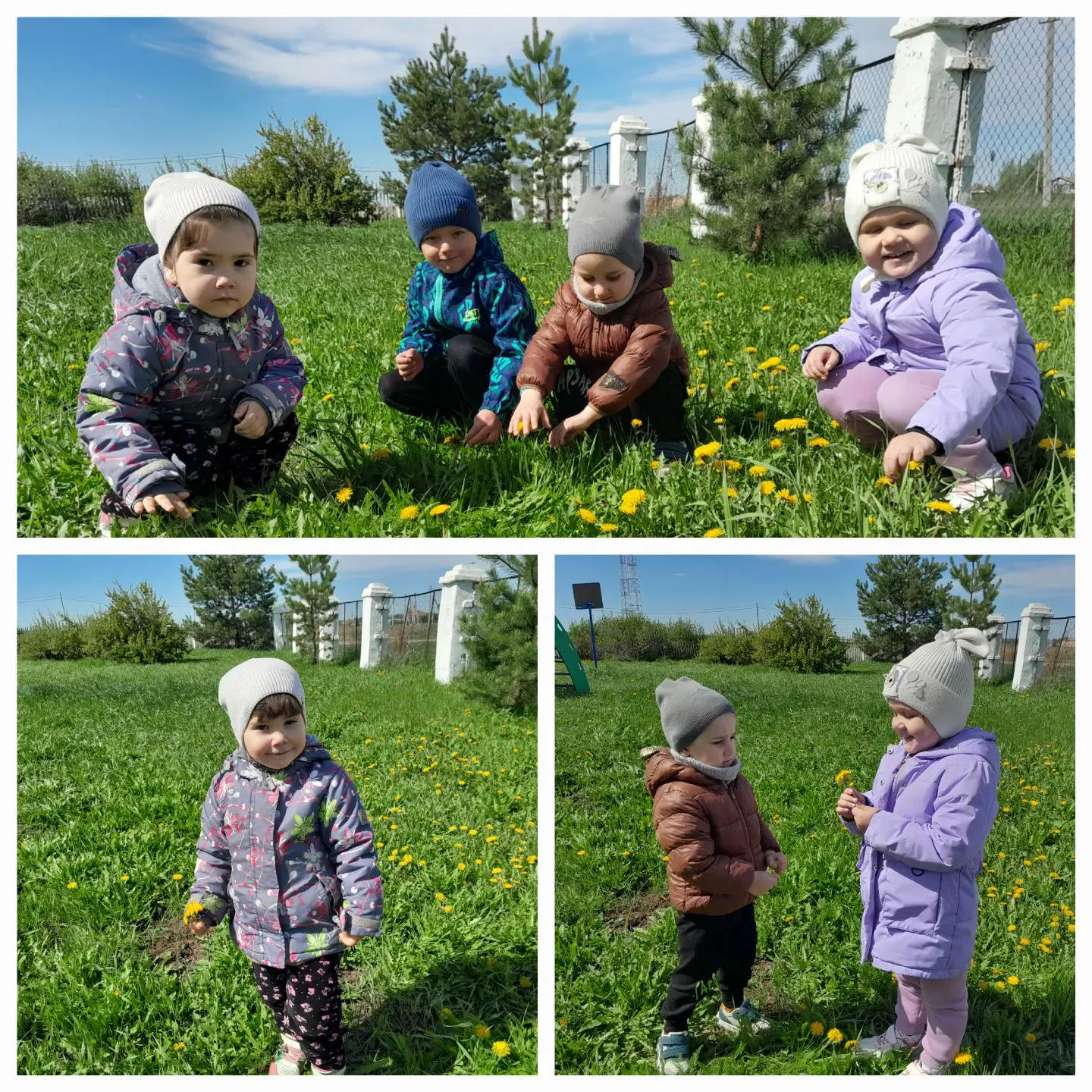 13 мая ежегодно отмечают Всемирный день одуванчика.