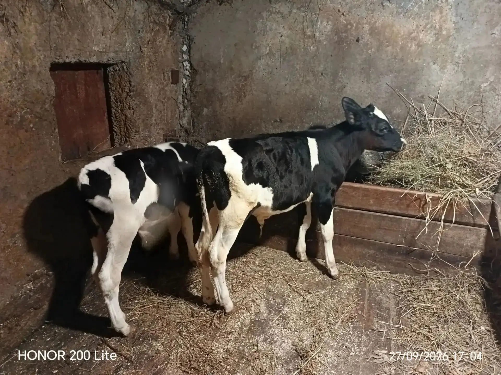 Продам двух трехмесячных Бычков , цена за двух 100000, звонить по номеру +79344018911