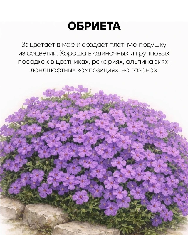 Есть два типа дачников. Первые приезжают на участок с рассветом, таскают вёдра, полют, ...