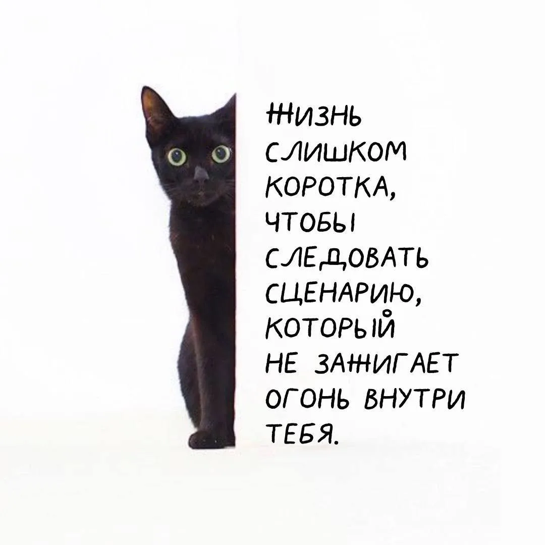 Котики пришли, чтобы напомнить о важном 🪷  👉 Сатья Дас 👉 Канал в Telegram