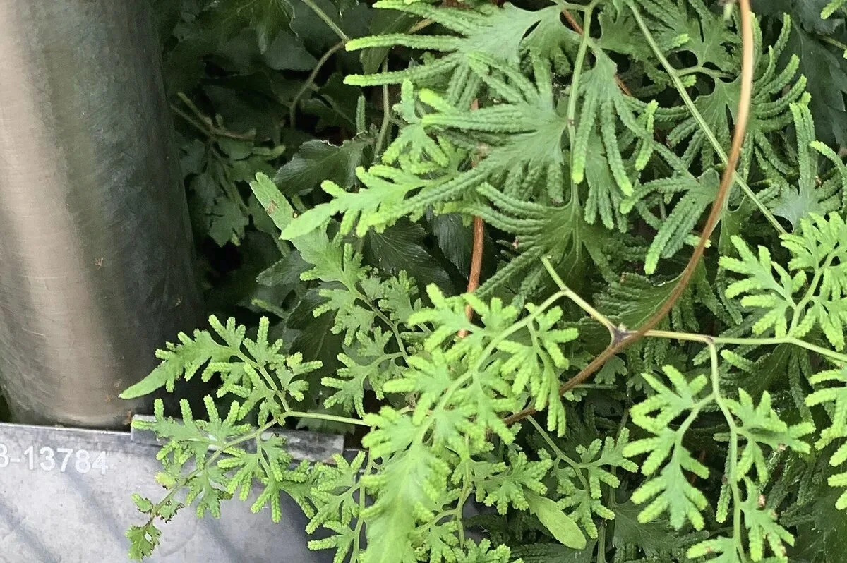 #ЗелёныйДом
Сегодня 22.06.2026, пнд.
Лигодиум японский (Lygodium japonicum)
Семейство Лигодиевые (Ly