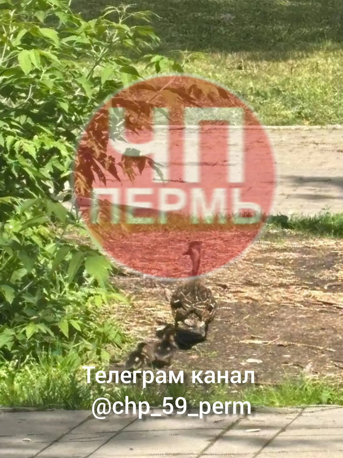 Изображение 1 к публикации «ЧП Пермь»