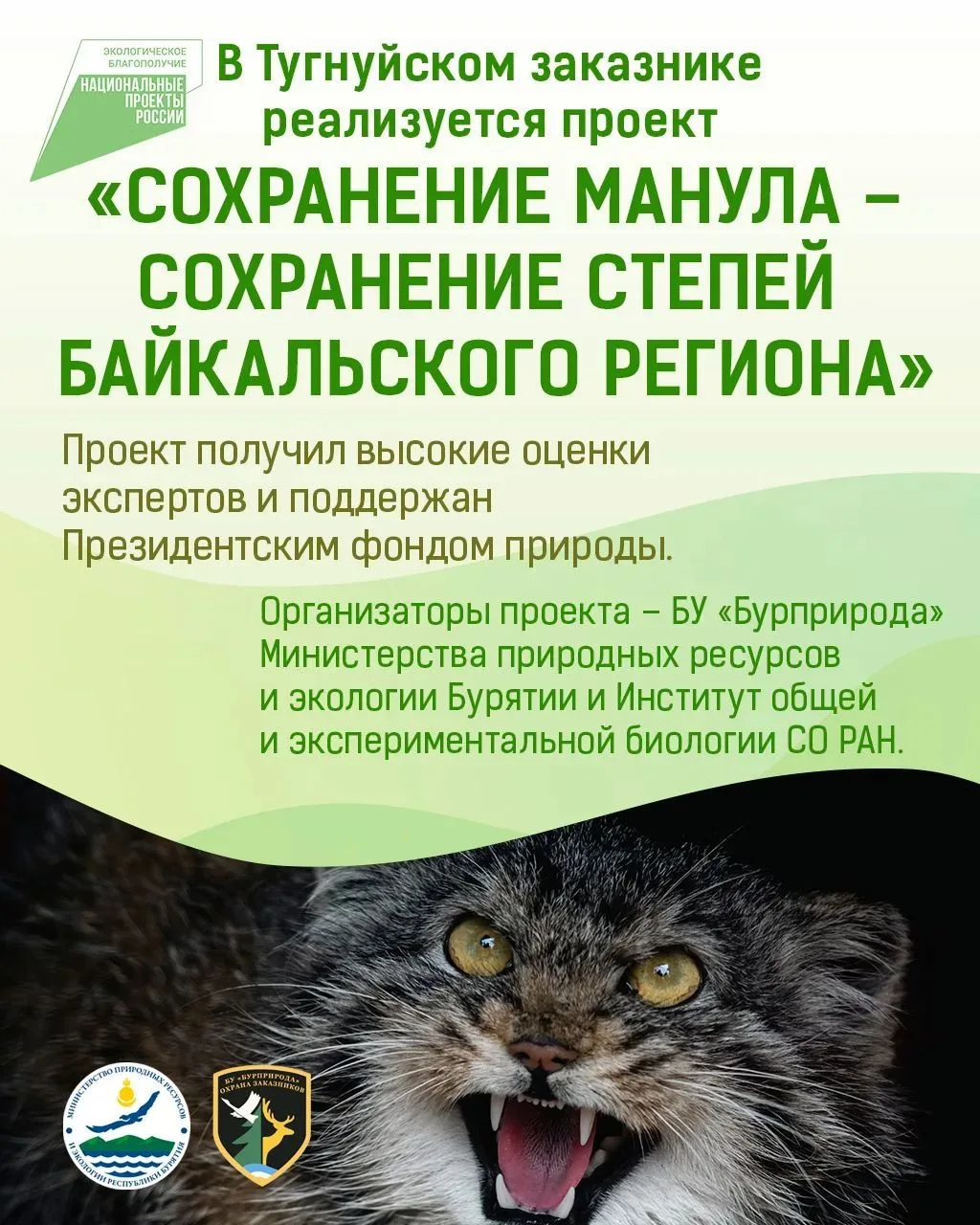 В Бурятии реализуется проект по сохранению манула