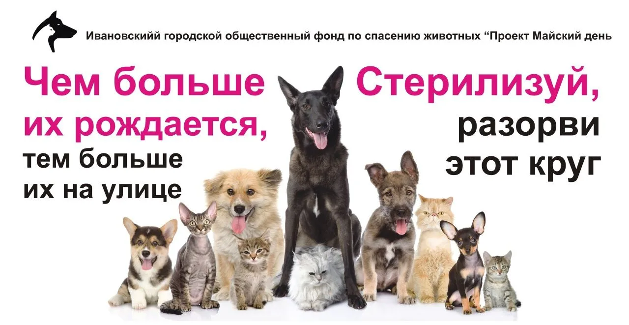 Всем известно, что стерилизация животных является единственным гуманным способом контро...