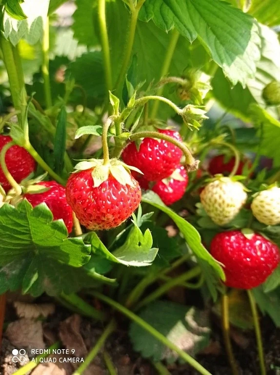 🍅 Рассаду сразу в теплицу и никакой химии: как благовещенка выращивает на даче советские сахарные по