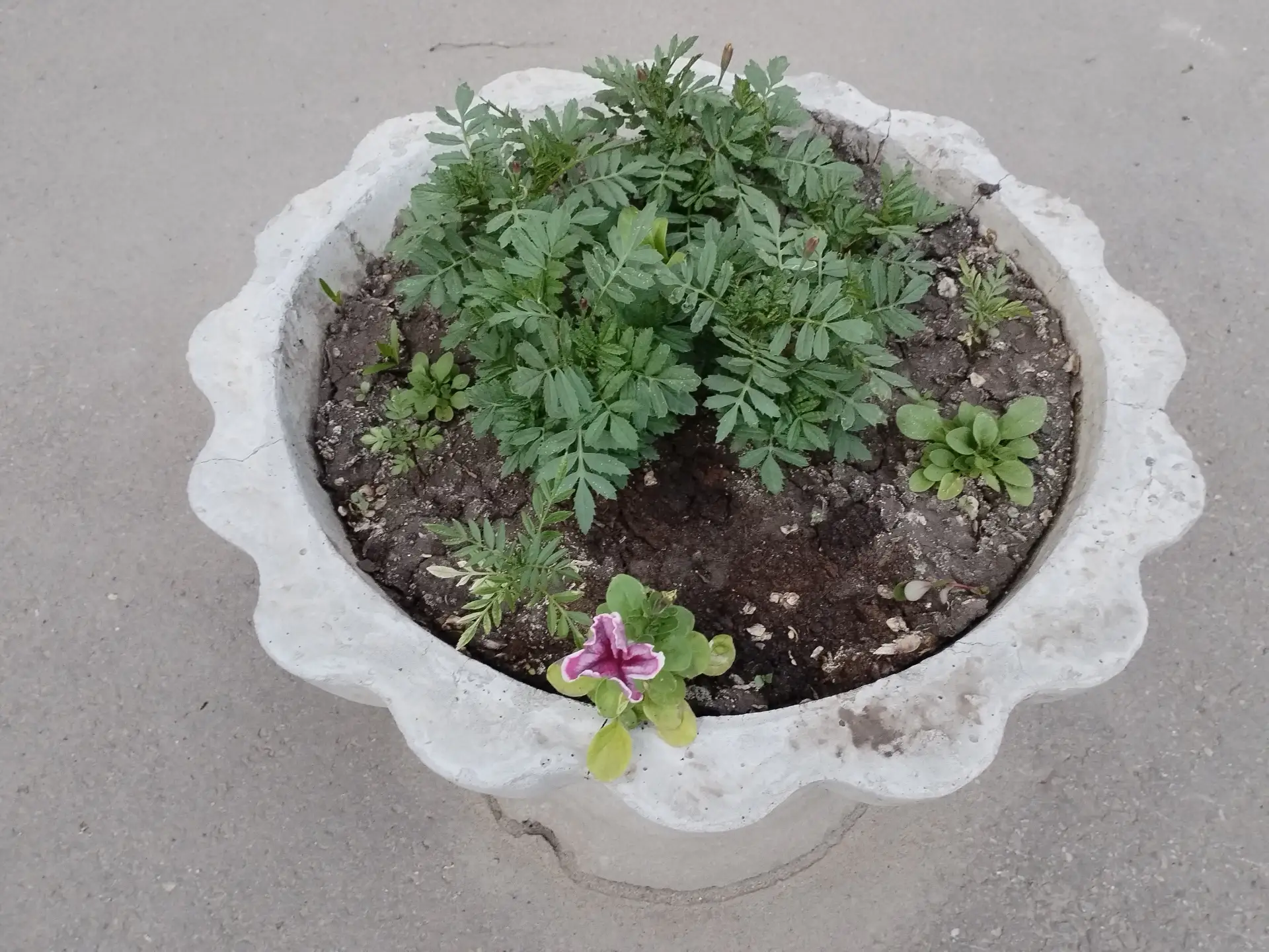Клумбы саратовских дворов. Кажутся одинаковыми, но, тем не менее, разные. 🌷
