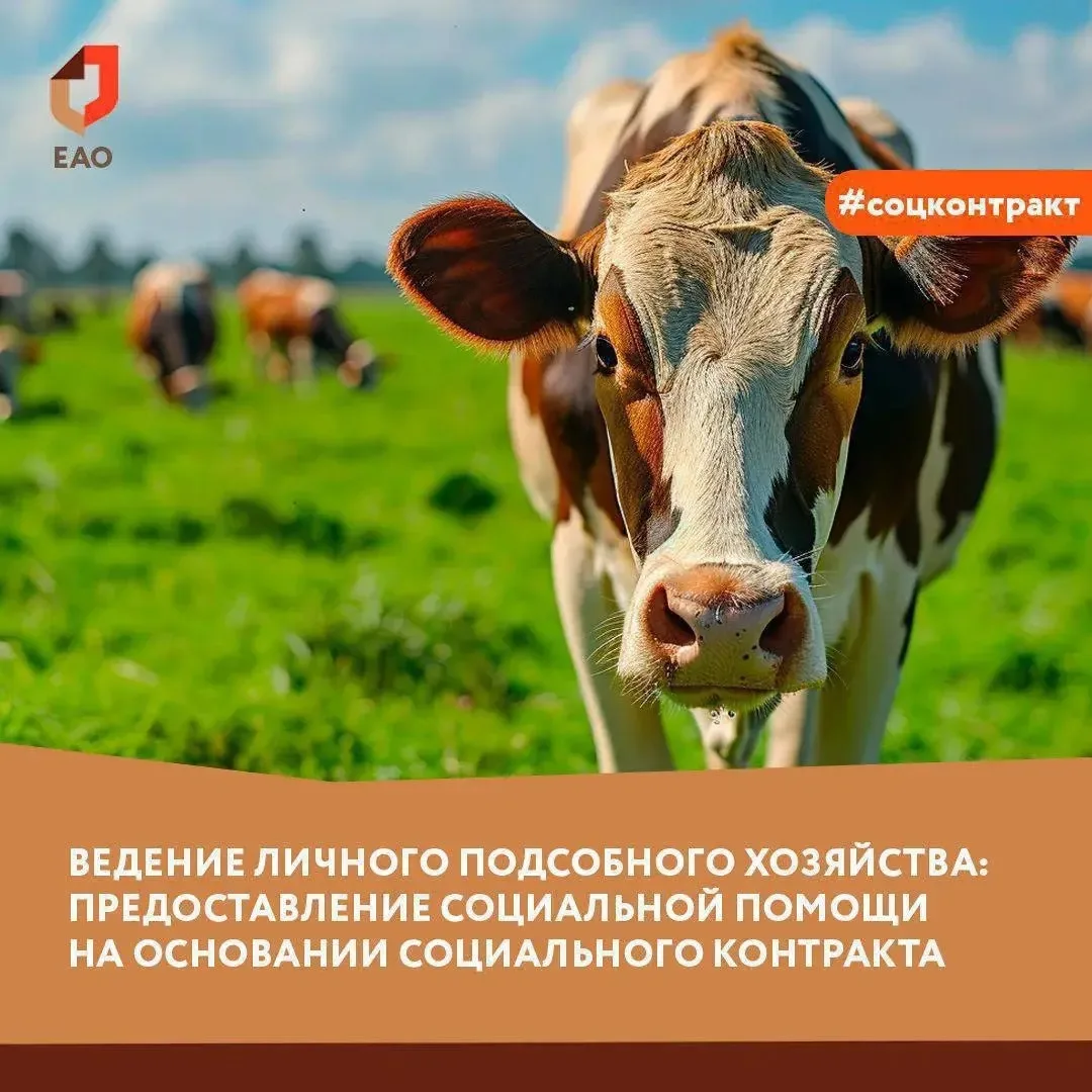 🐄 Как получить социальный контракт на ведение личного подсобного хозяйства?