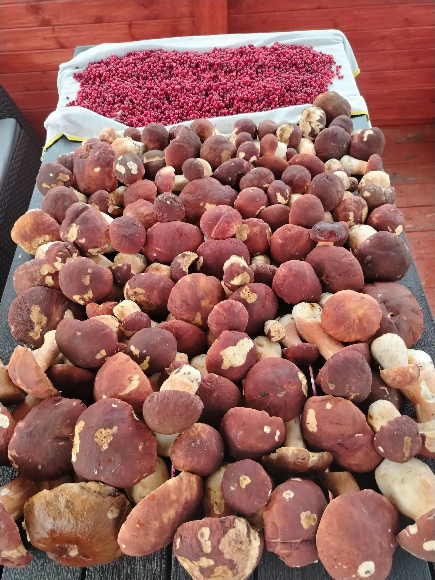 Сегодня, оказывается, Всемирный день грибника! 🍄🎉
