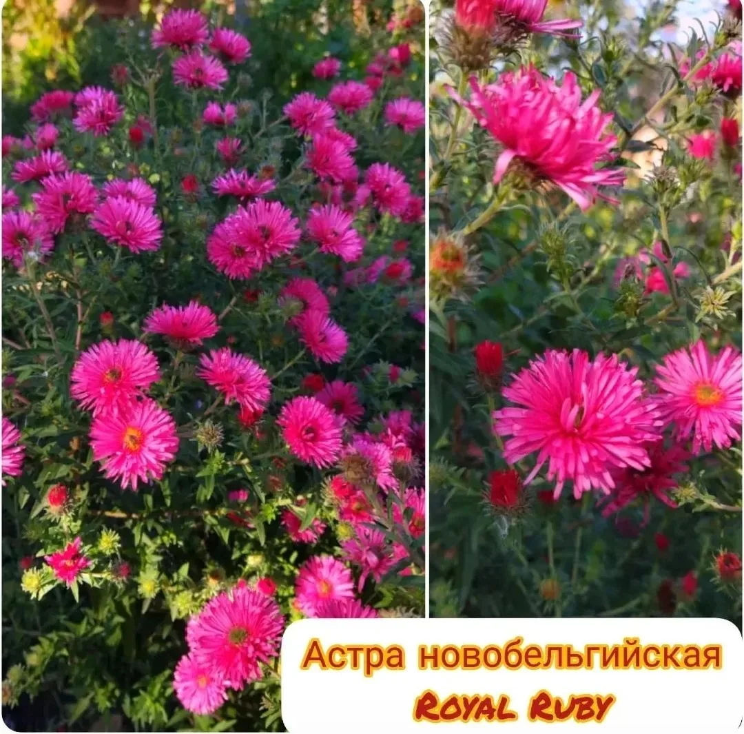 Астра многолетняя новобельгийская высокорослая Royal Ruby. Высота куста 150-180 см! Цве...