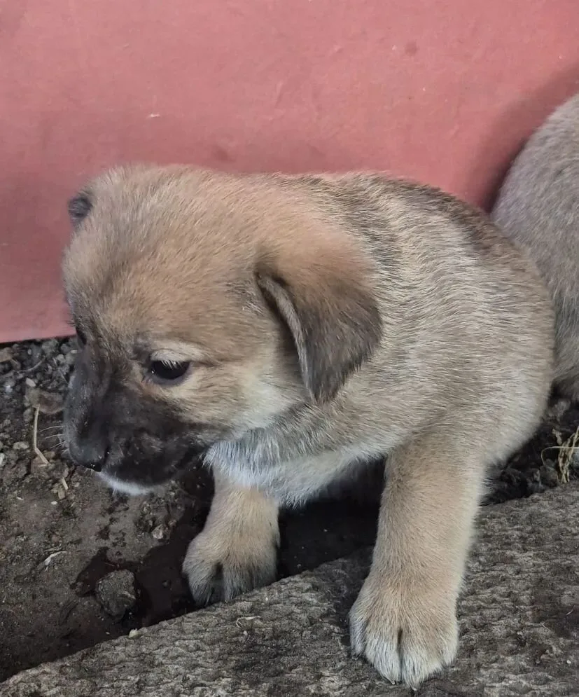 Щенки в добрые руки, 4 мальчика,одна девочка, тел. 89182514264