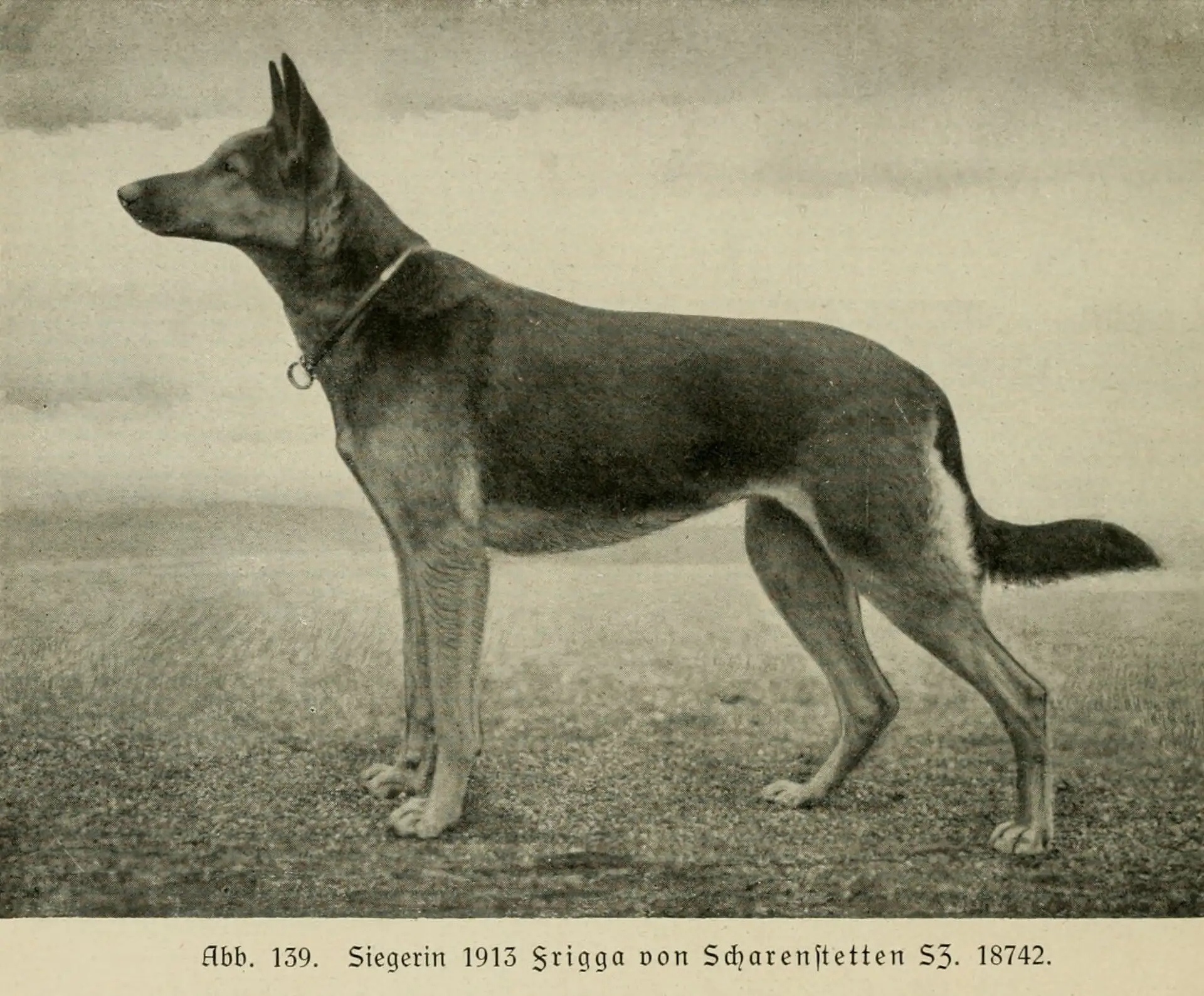 Frigga von Scharenstetten. Чемпион 1913. Иллюстрация из книги 1921-го года издания "Немецкая овчарка