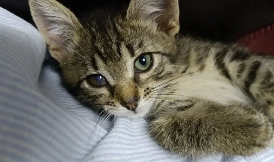 Друзья, ищем дом для маленького котёнка 🐾‼️