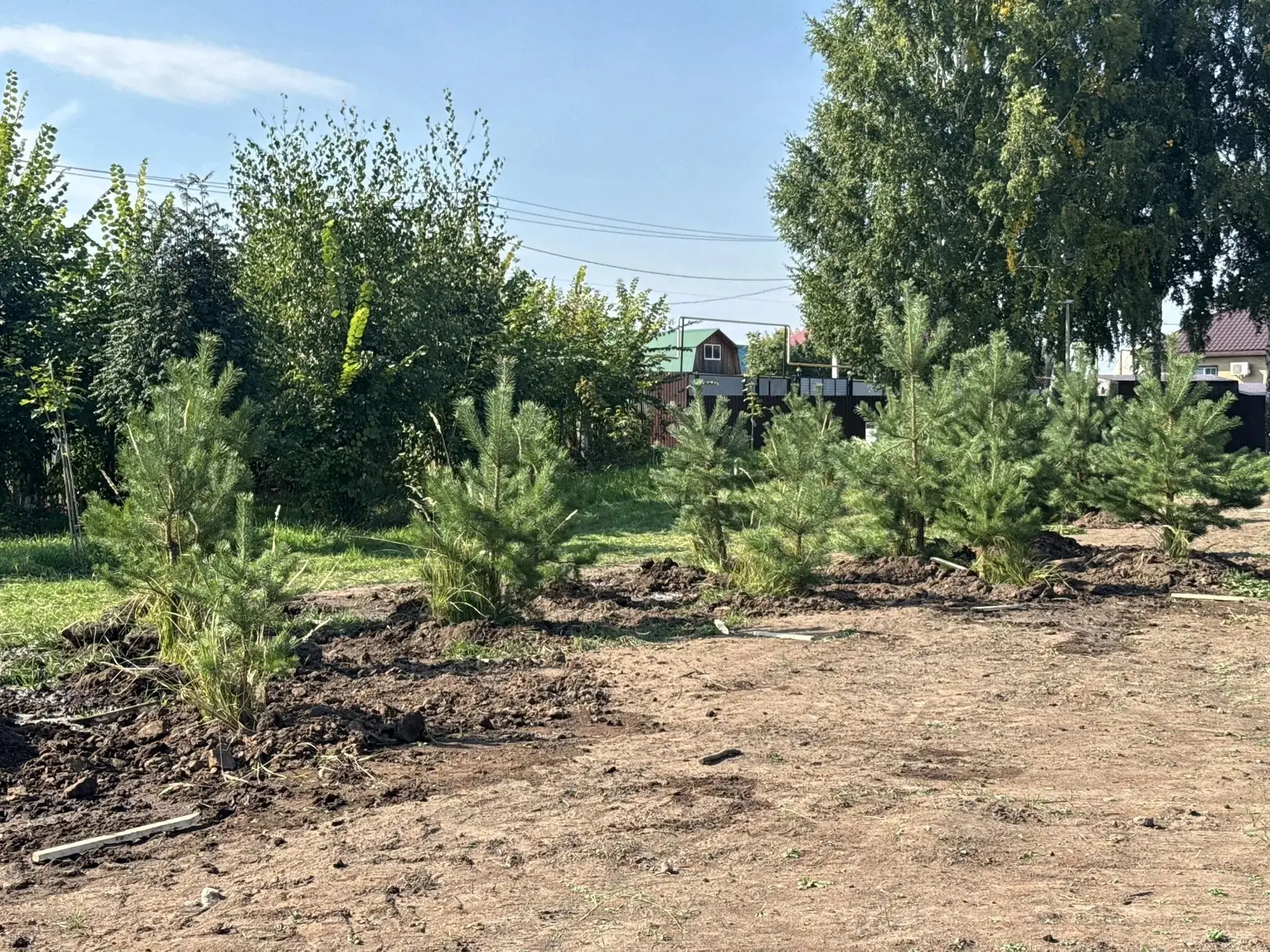 Менделеевск станет ещё зеленее: в городе высаживают 200 сосен 🌲🌿