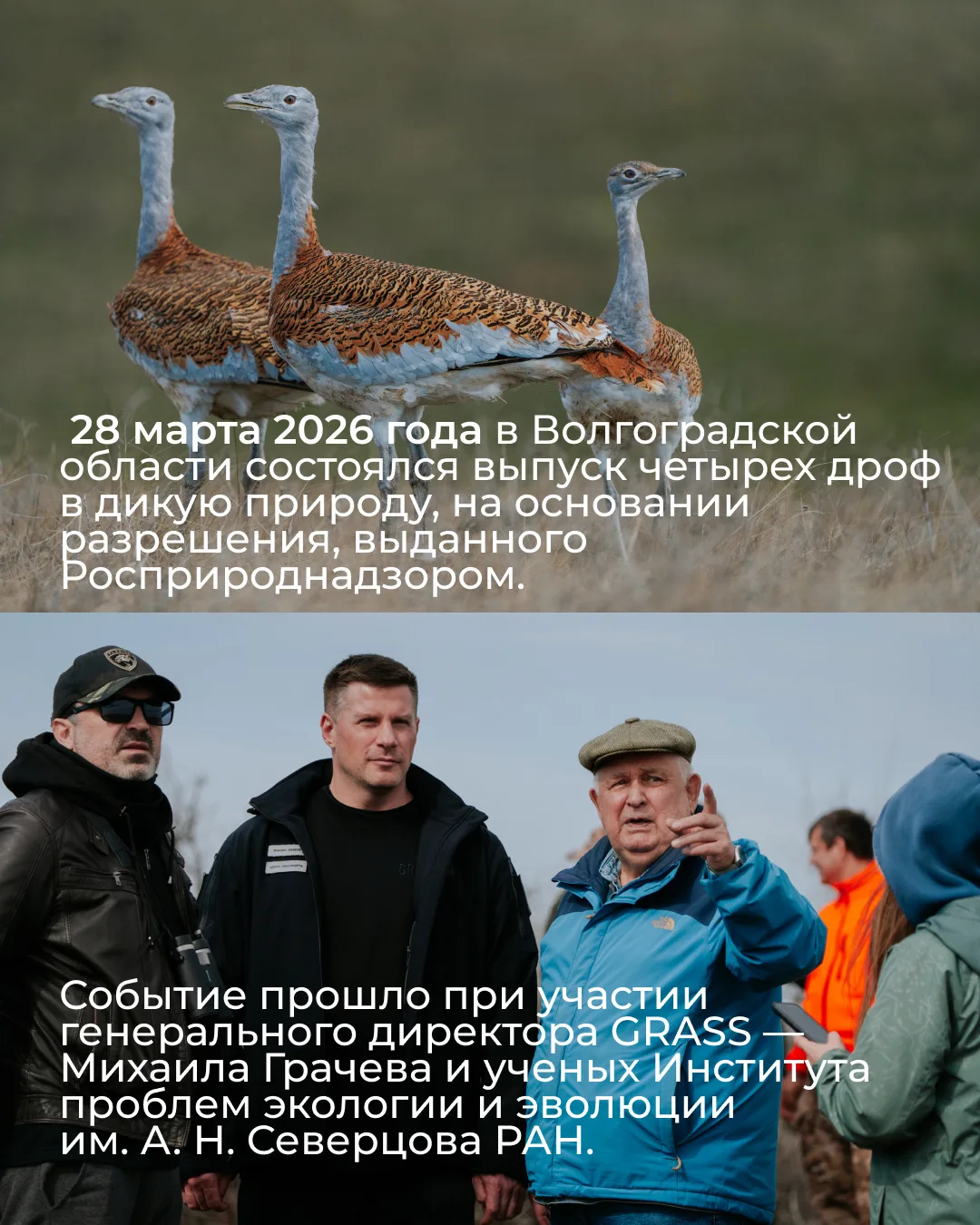 Кажется, Волгоградская область только что стала частью большой истории возвращения дроф! 🐦   В Волго