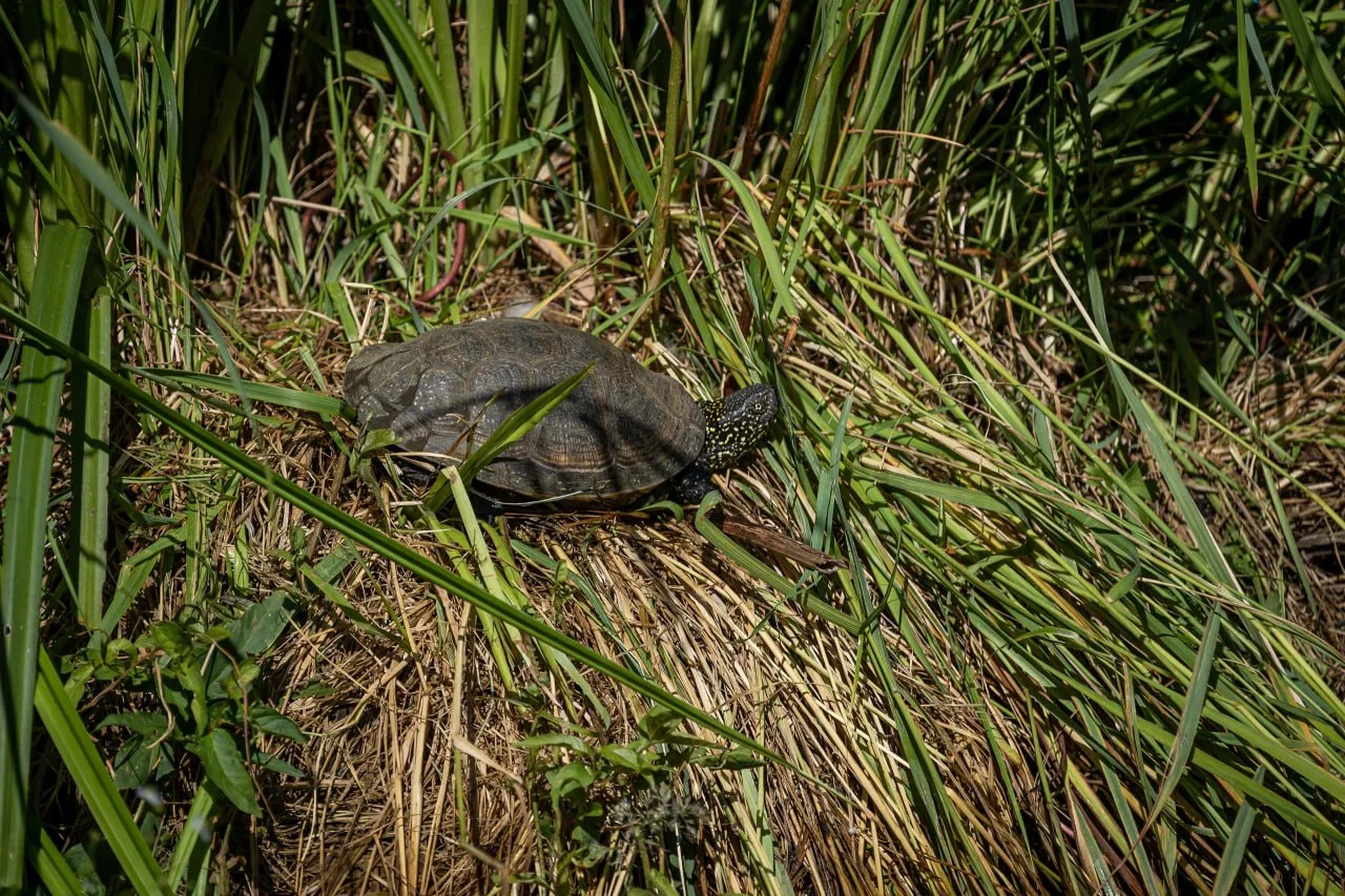 Черепаха с Чернавки 🐢

📸 Алексей Гречушников