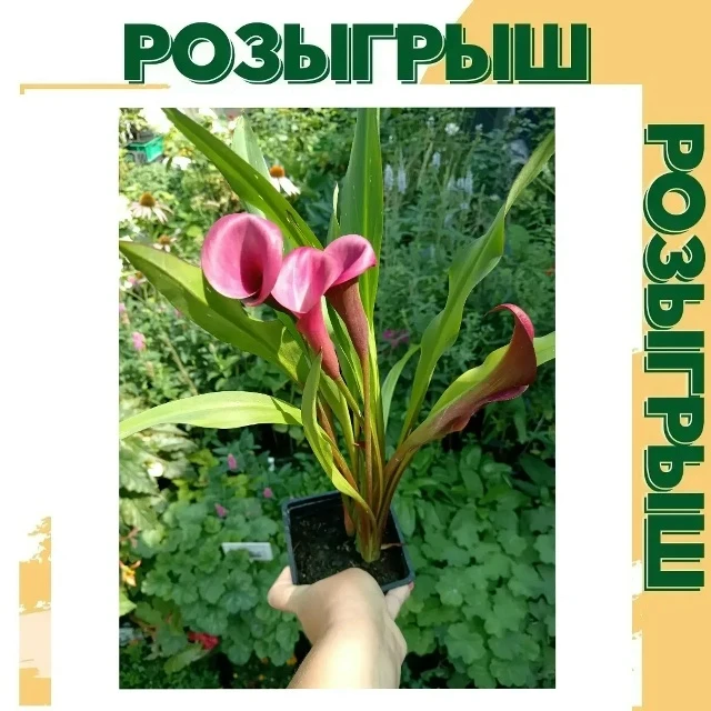 ДОБРОЕ УТРО!
Уважаемые покупатели, уДачный снова запускает розыгрыш!
В результате розыгрыша победель