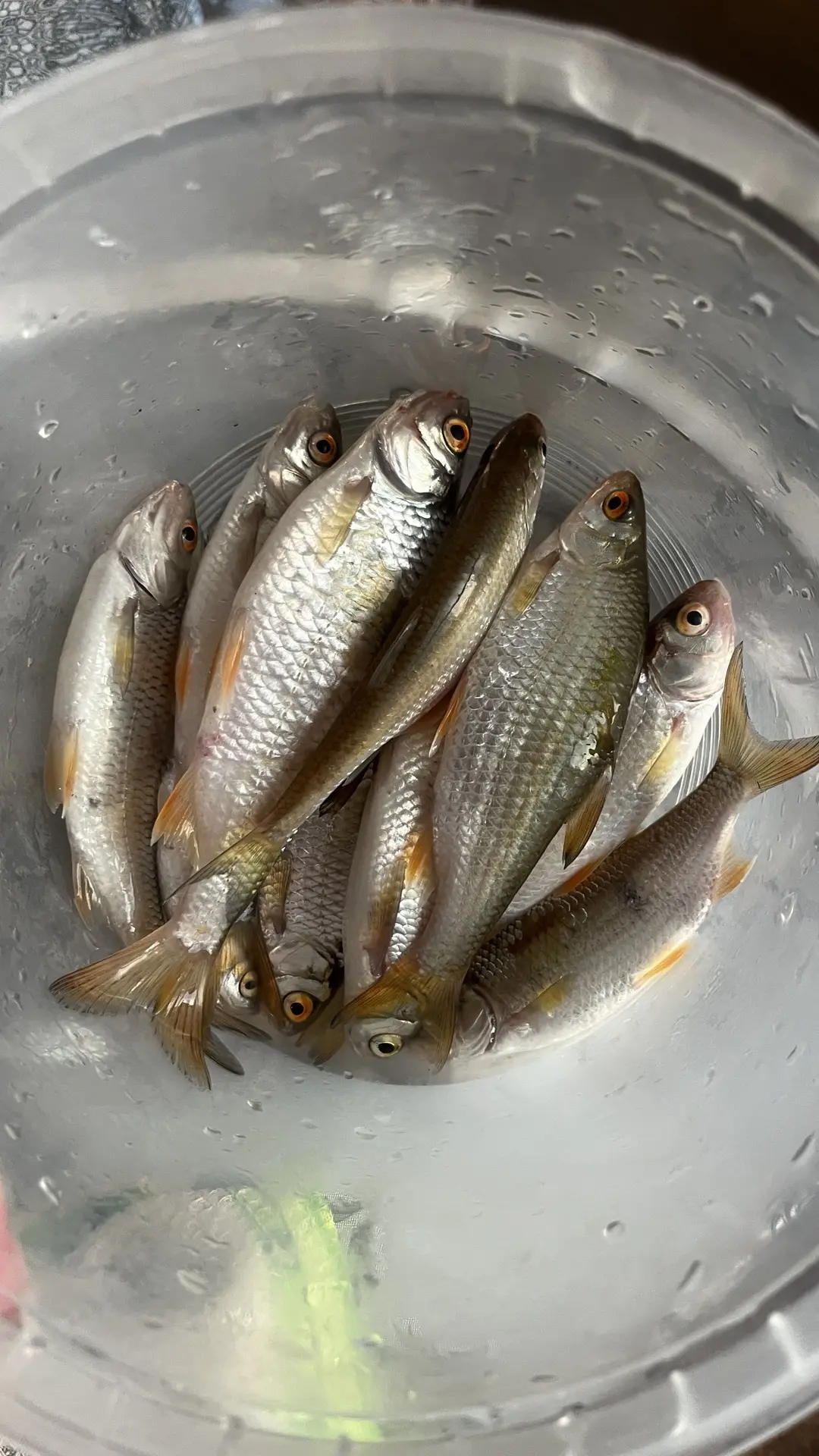 Ужинаем сегодня уловом сына 🐠🔥