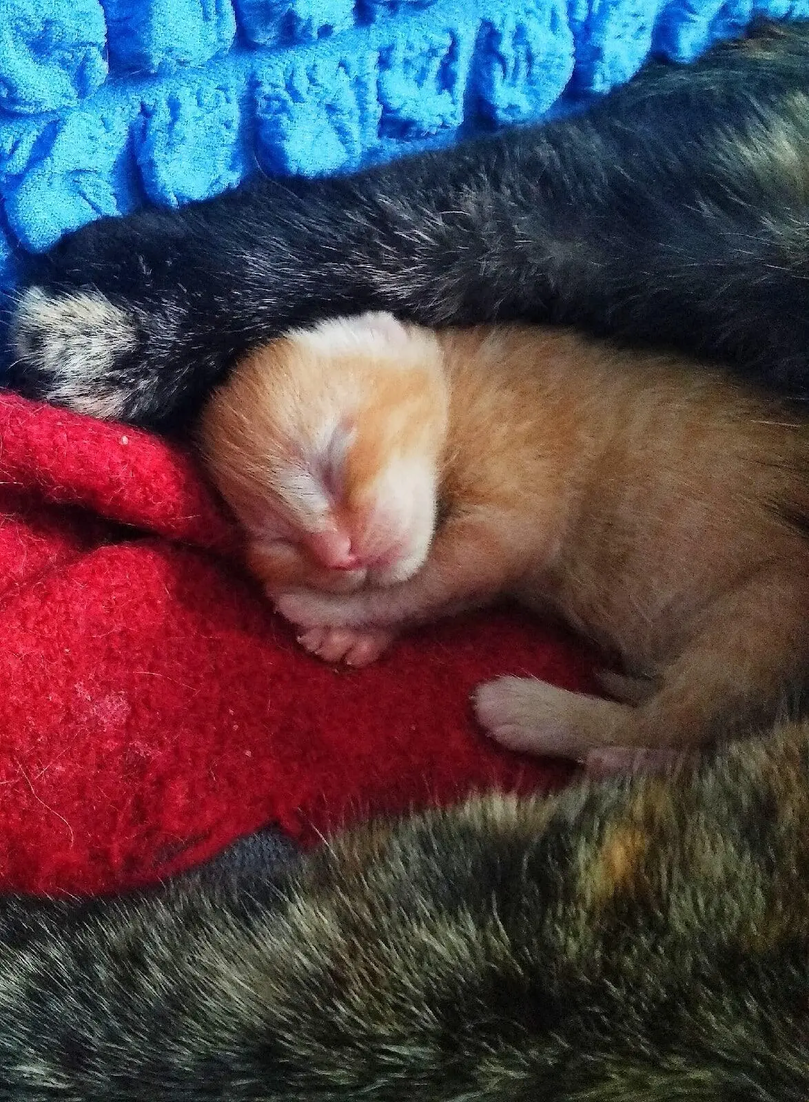 Мой котёнок рыжий-рыжий,