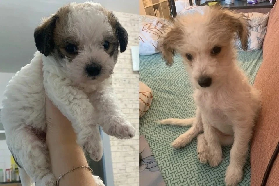 ⚡мальтипу ⚡  дворняжка ⚡  разводчики ⚡  халява ⚡️breedsinfo ⚡️dogmem