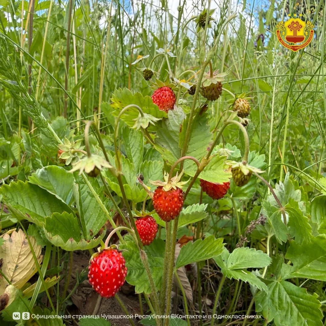 😋 В Чувашии открыт сезон земляники