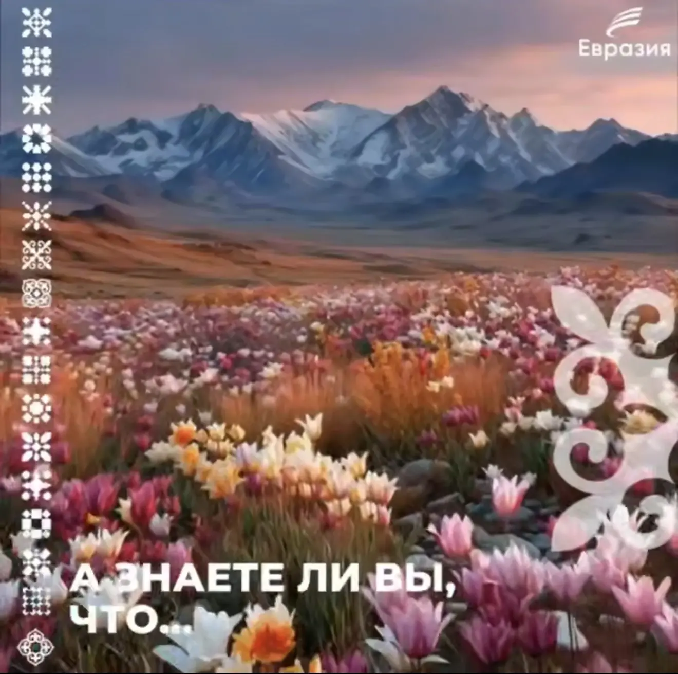 А знаете ли вы, что…

▶ все тюльпаны мира ведут свой род из казахских степей?

Генетики доказали: пр