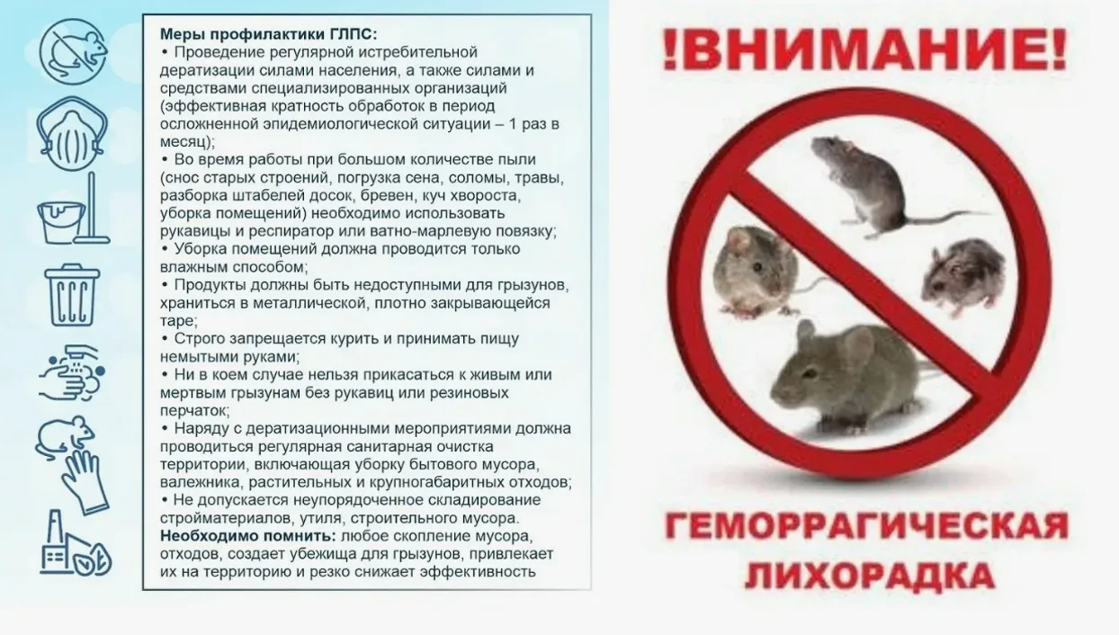 Геморрагическая лихорадка: как защитить себя и близких?  
В 2025–2026 годах в России зафиксирован ро