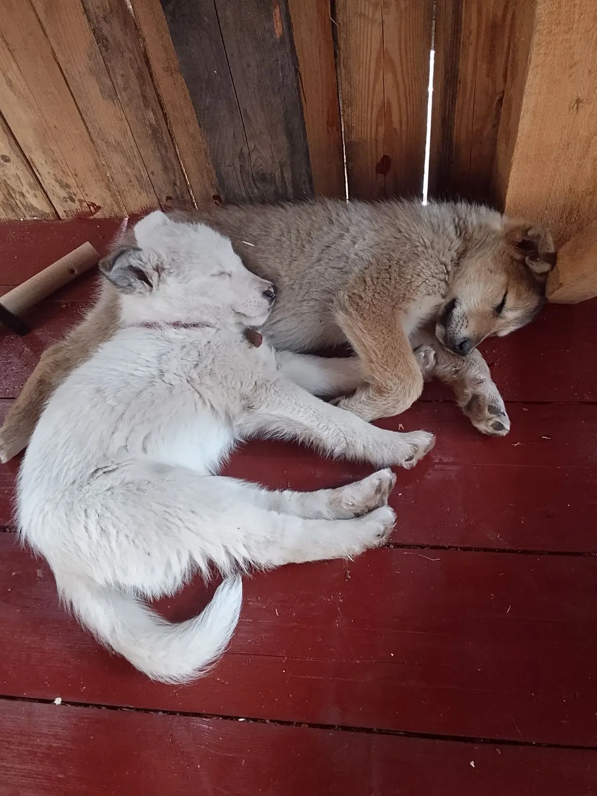 Охрана 🐕устала🥰