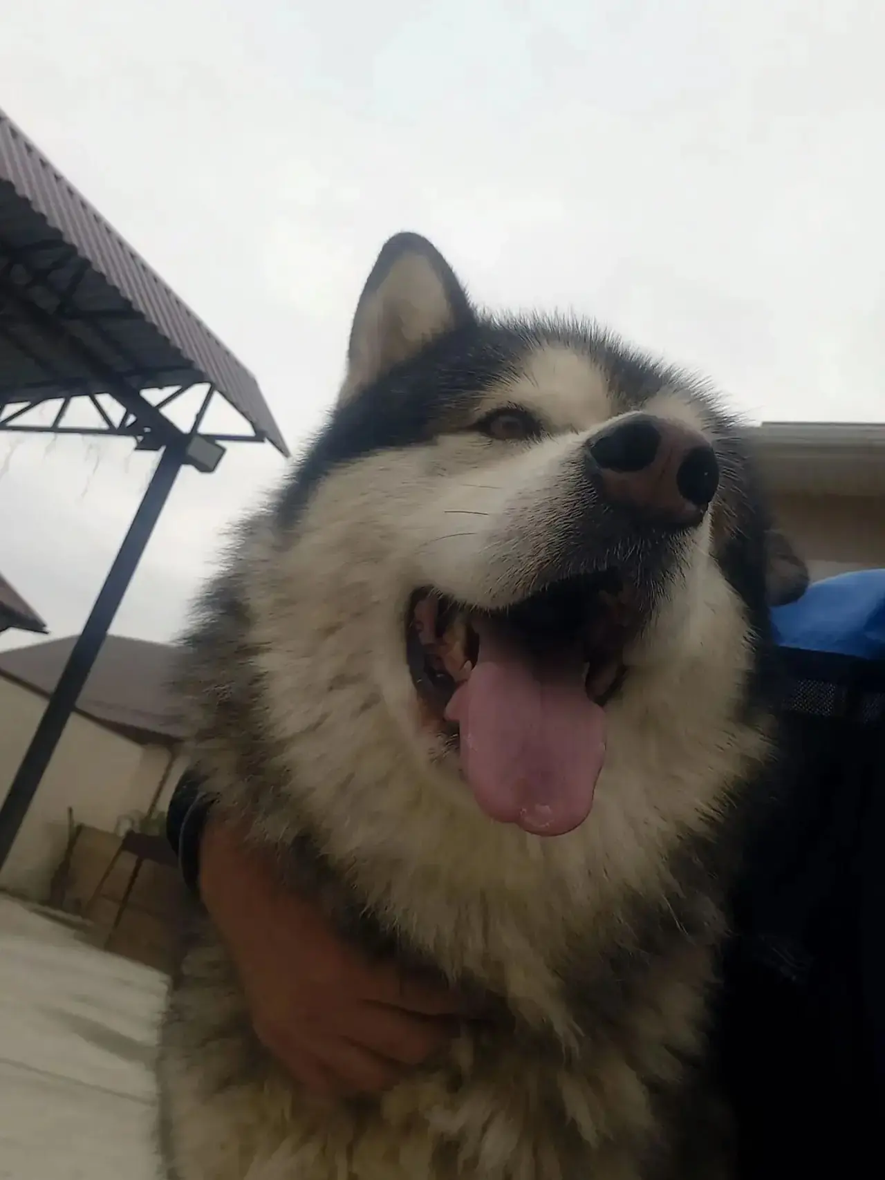 Нашелся Веня. Спасибо всем за помощь ❤️