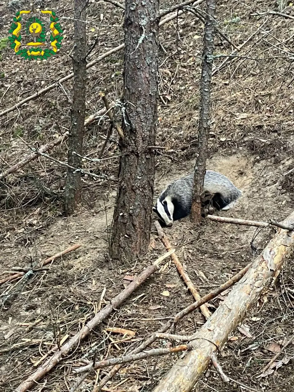 🦡В Воротынском округе охотинспектор спас барсука.