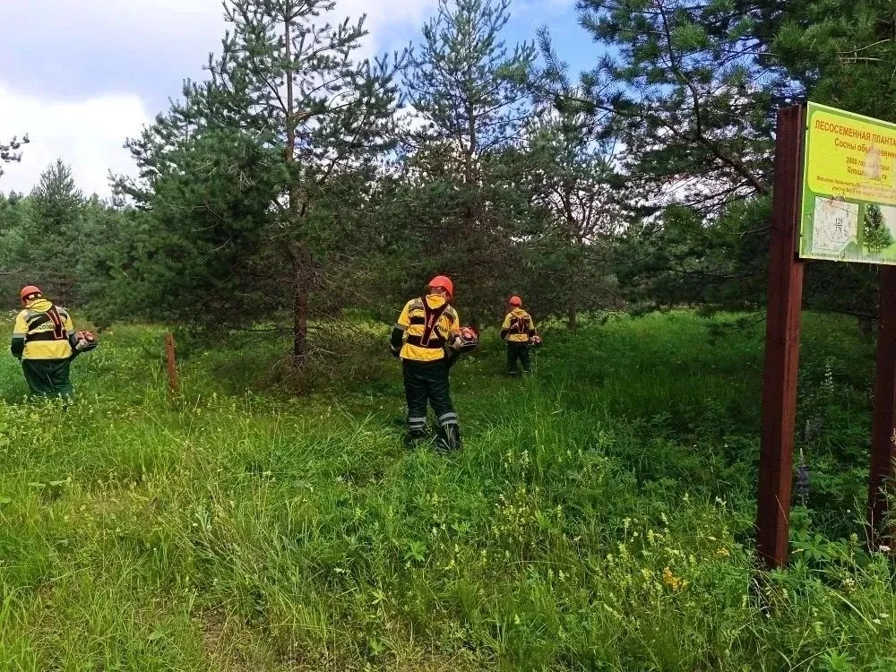 🌲🙌 Специалисты ЕЛЦ провели комплексный уход за уникальной Вельской лесосеменной плантацией

Лесосе