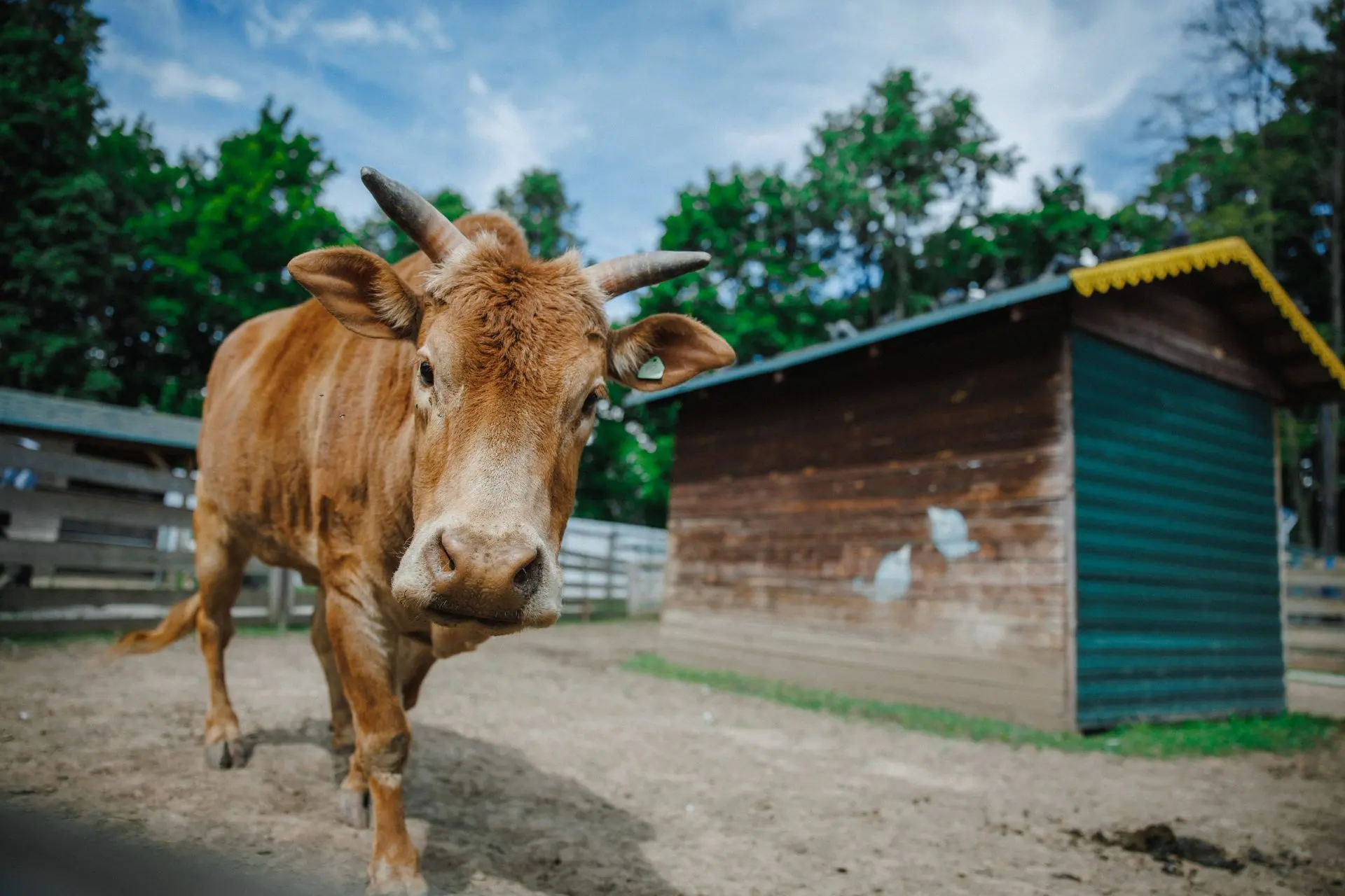 СРЕДА — ДЕНЬ СКИДОК В «КОВЧЕГЕ»! 🐄