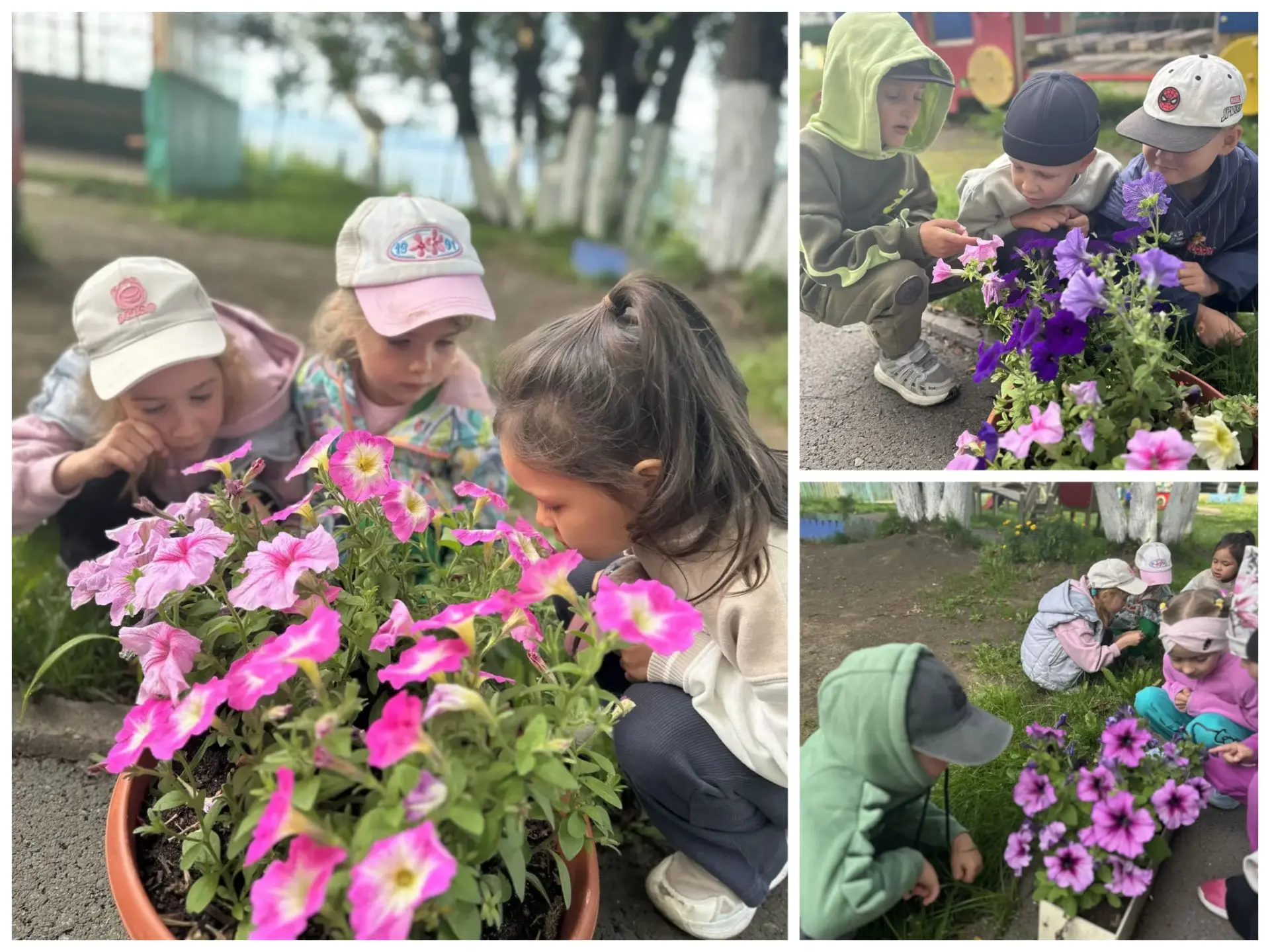 🌼 Наблюдаем за клумбой: открываем мир цветов вместе с детьми! 🌼