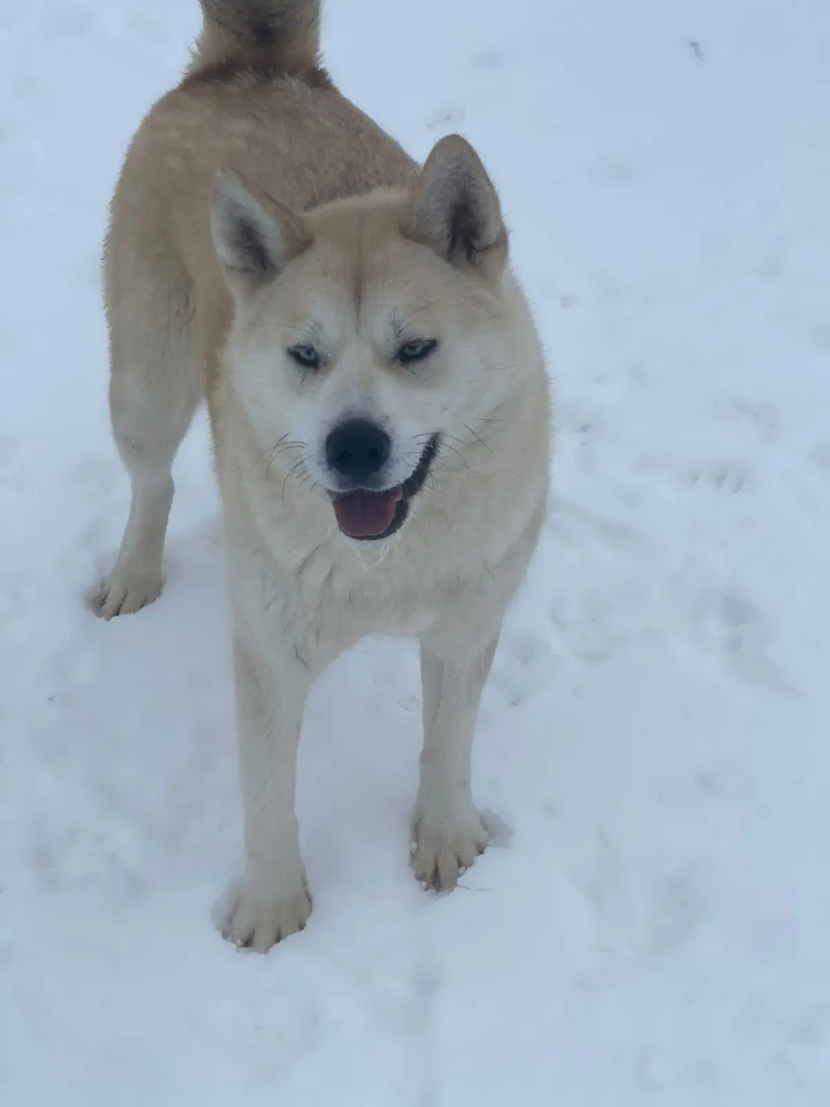 🐾 Пристраивается собака в добрые руки!