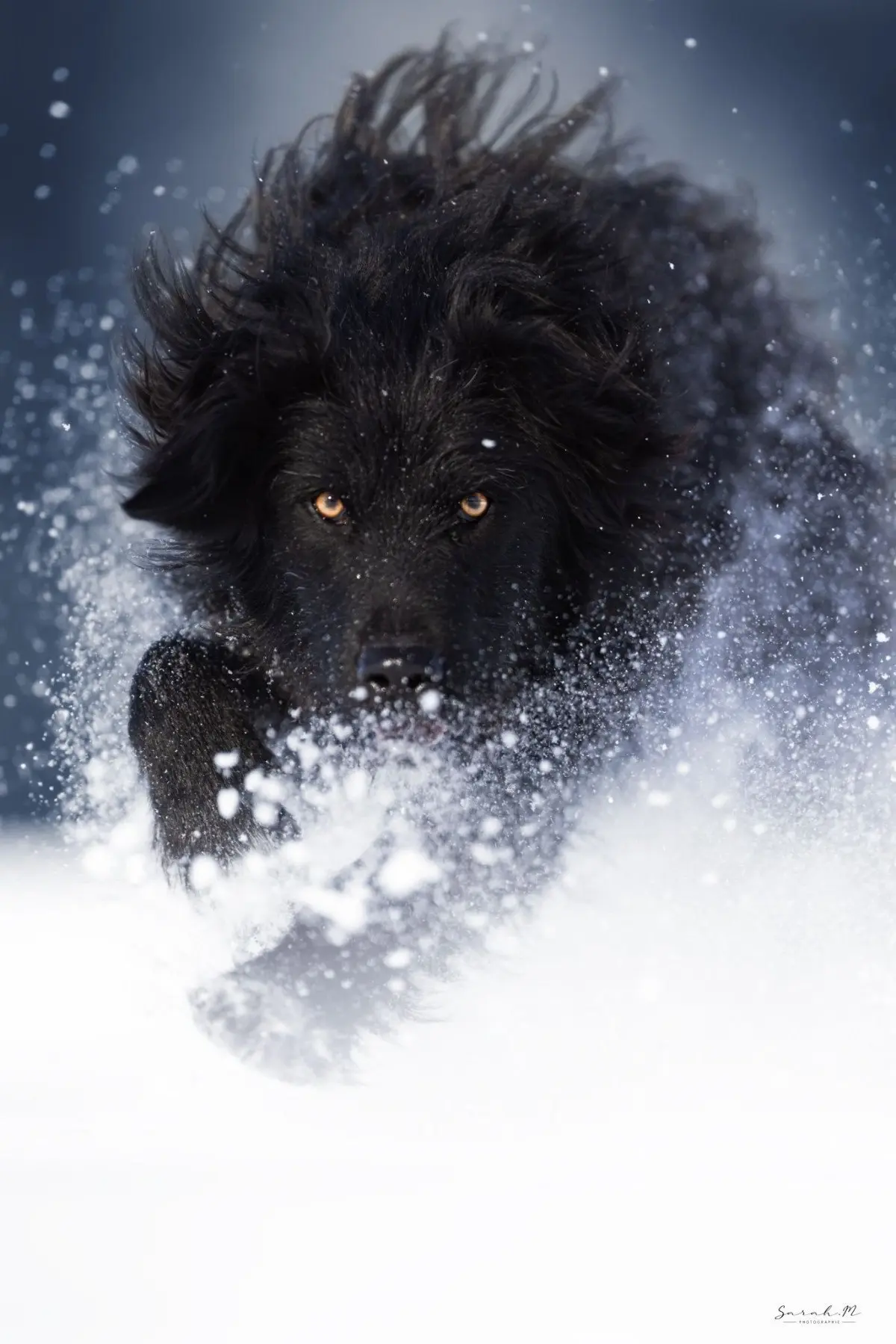⚡ ⚡️breedsinfo ⚡️dogmem


__________________________
Sarah Messembourg