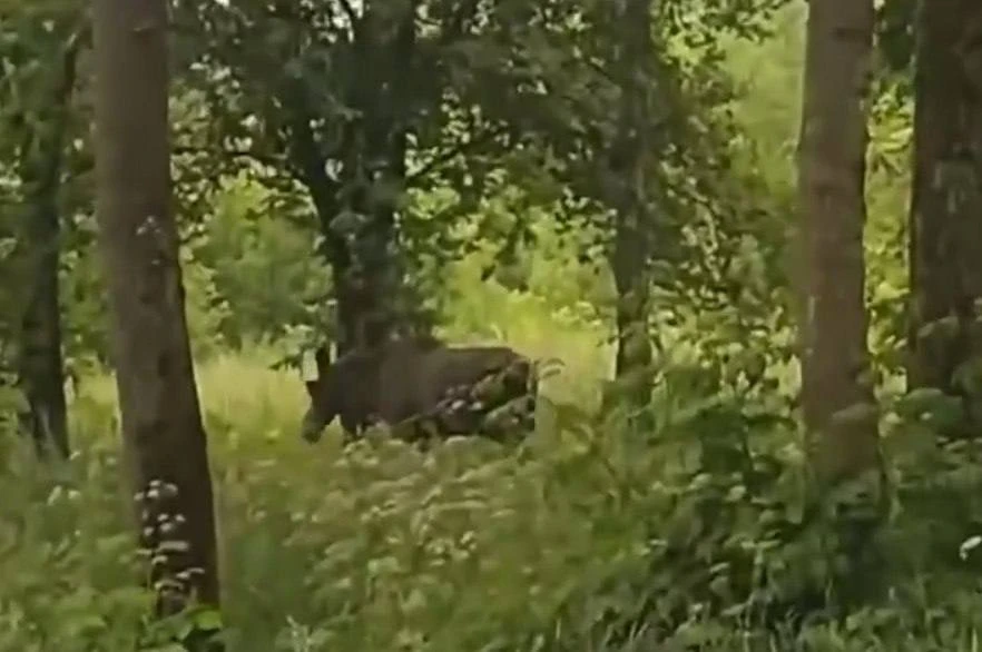 Заблудились в городе 🌳

Двое молодых лосей уже неделю гуляют по Центру Сормова. Начали своё знакомс