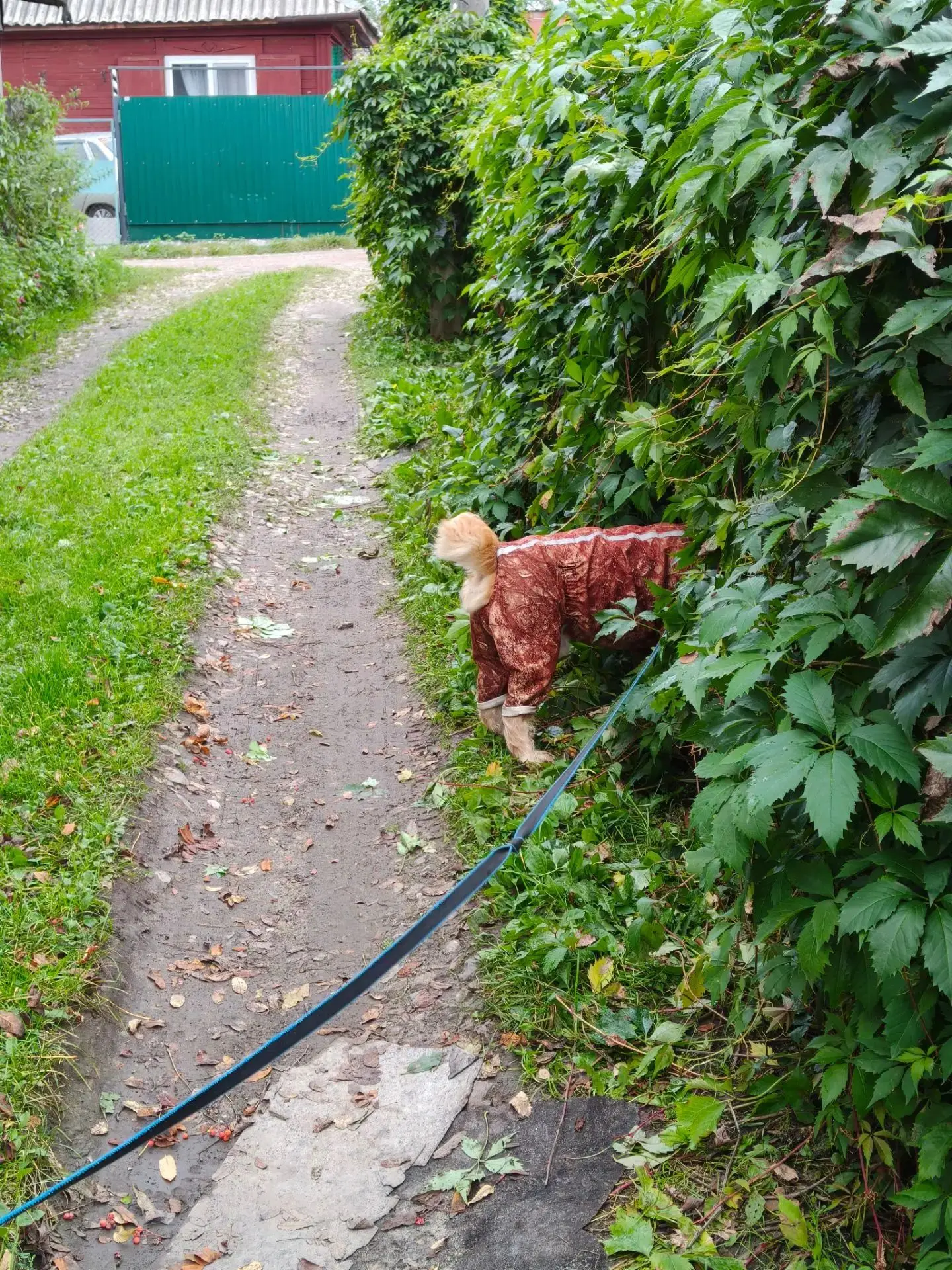 ЗВЕРЬЁ МОЁ 🐕🐈🐈‍⬛