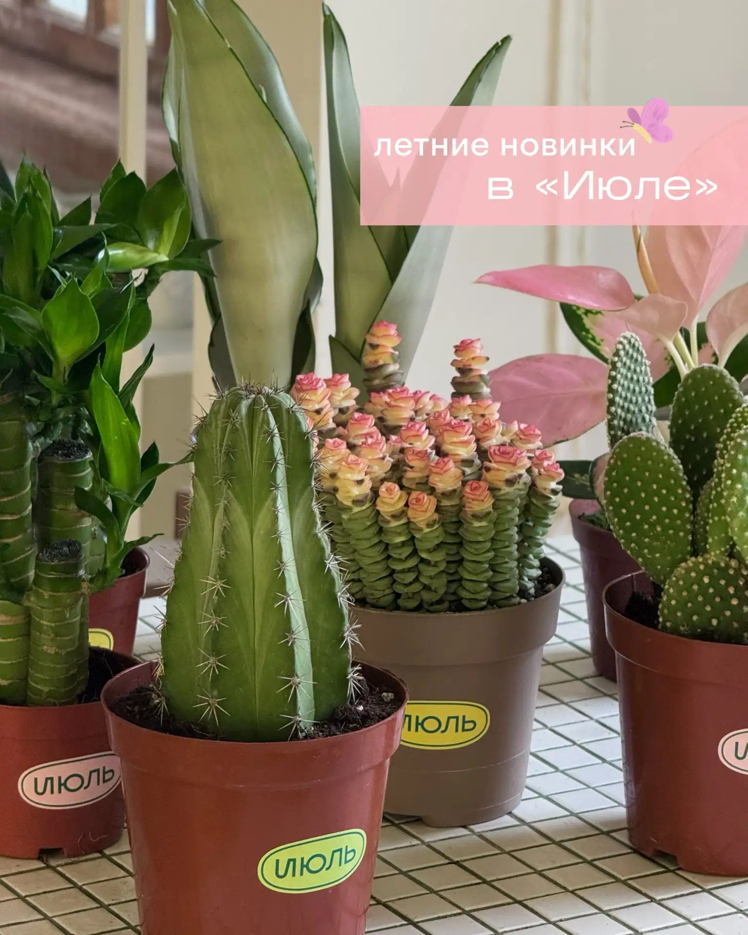 Первая летняя поставка — и оттого особенно красивая 🫶🏻
