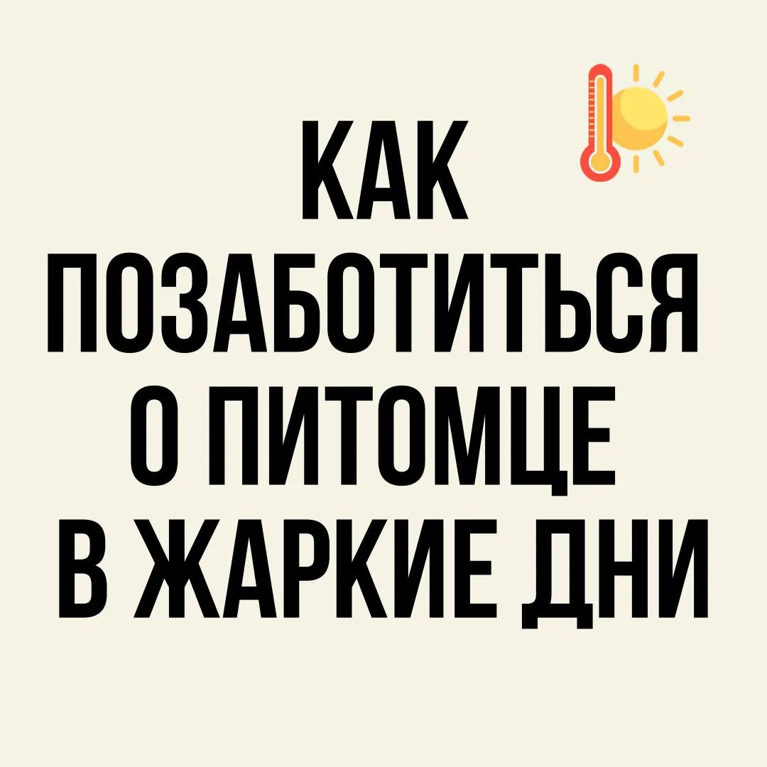 ‼️Жара — испытание не только для человека, но и для животных. Вот простые, но важные пр...