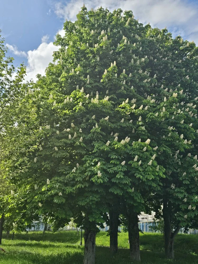 🌳 Каштаны в Комсомольском парке — во всей красе!  💮 Белые «свечи» на ветвях, лёгкий весенний ветерок