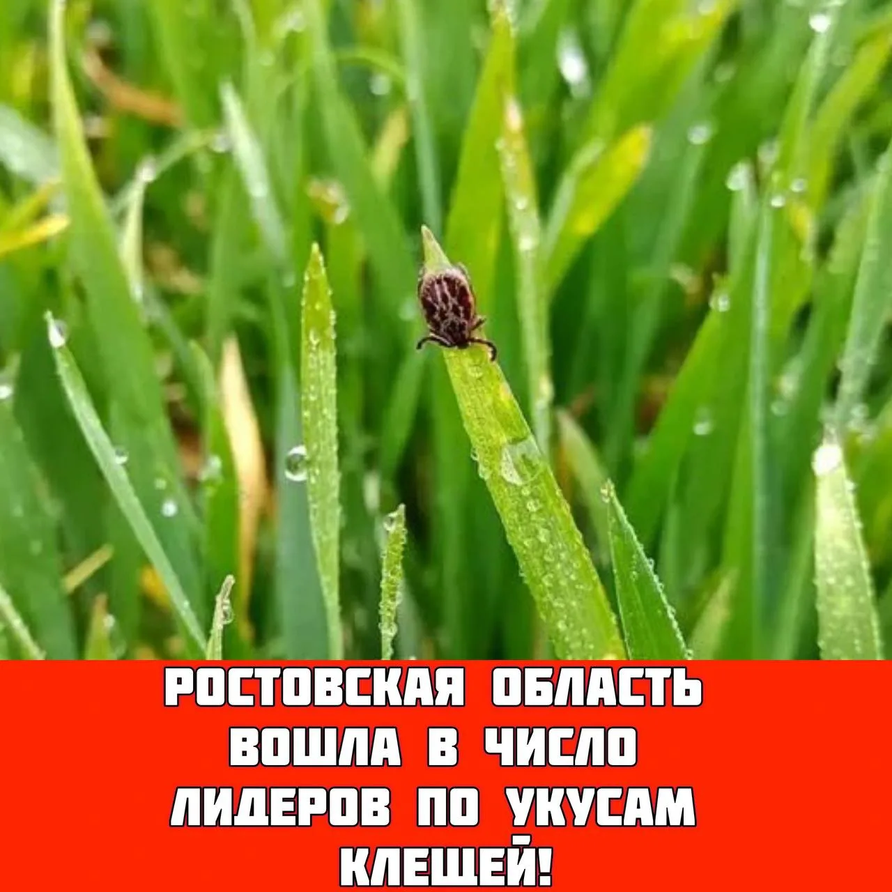 📍 Ростовская область — в числе лидеров по укусам клещей!  С начала сезона в России за медицинской по