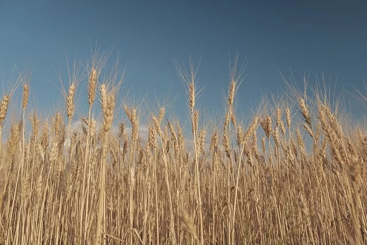 Зёрнышко к зёрнышку: эксперты о качестве кубанской пшеницы