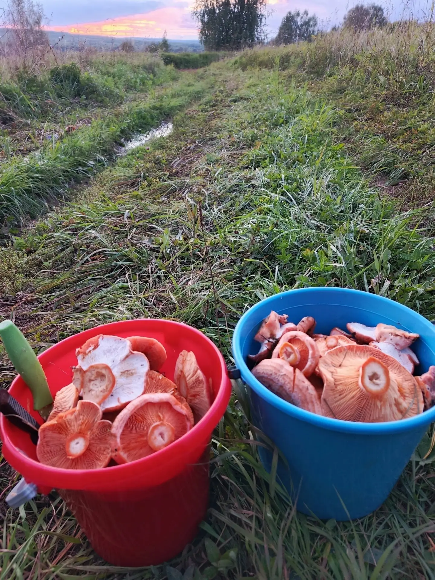 Рыжики 🍄‍🟫