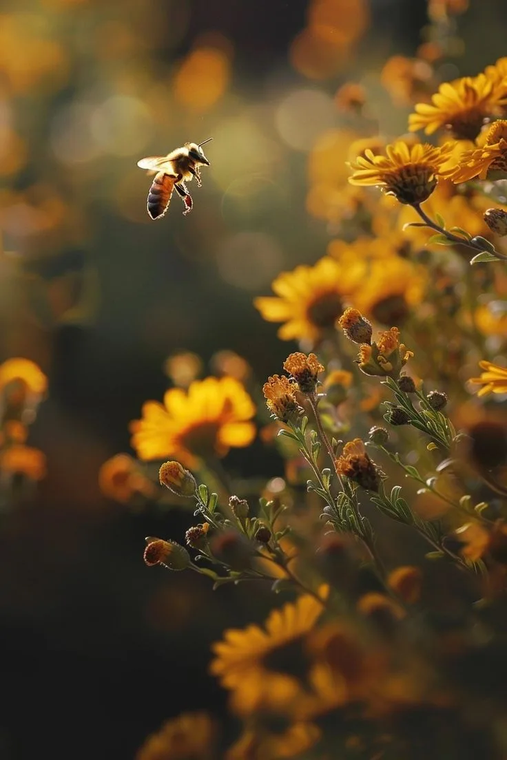 О пчелах 🐝