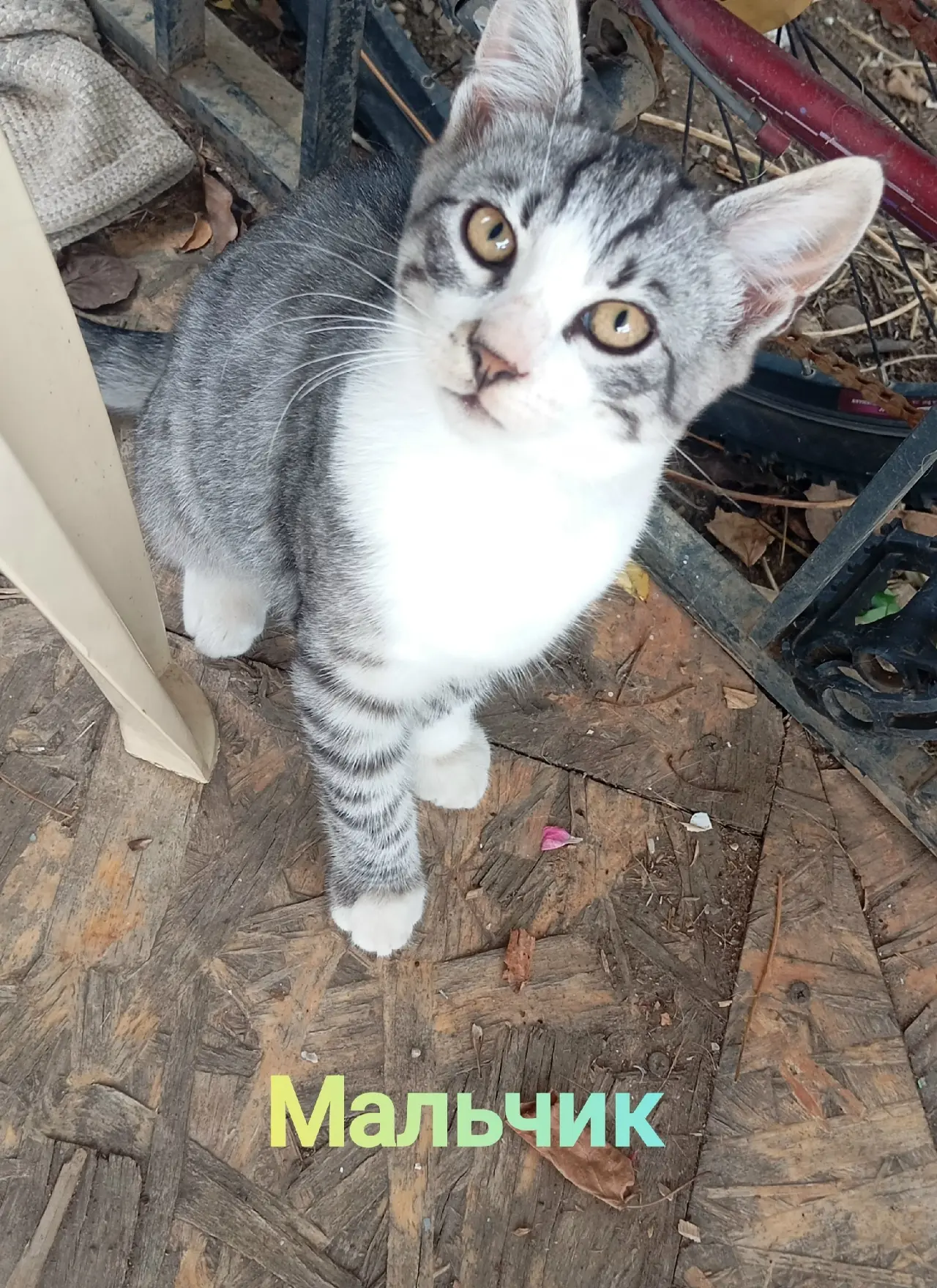 Котикам нужен дом!