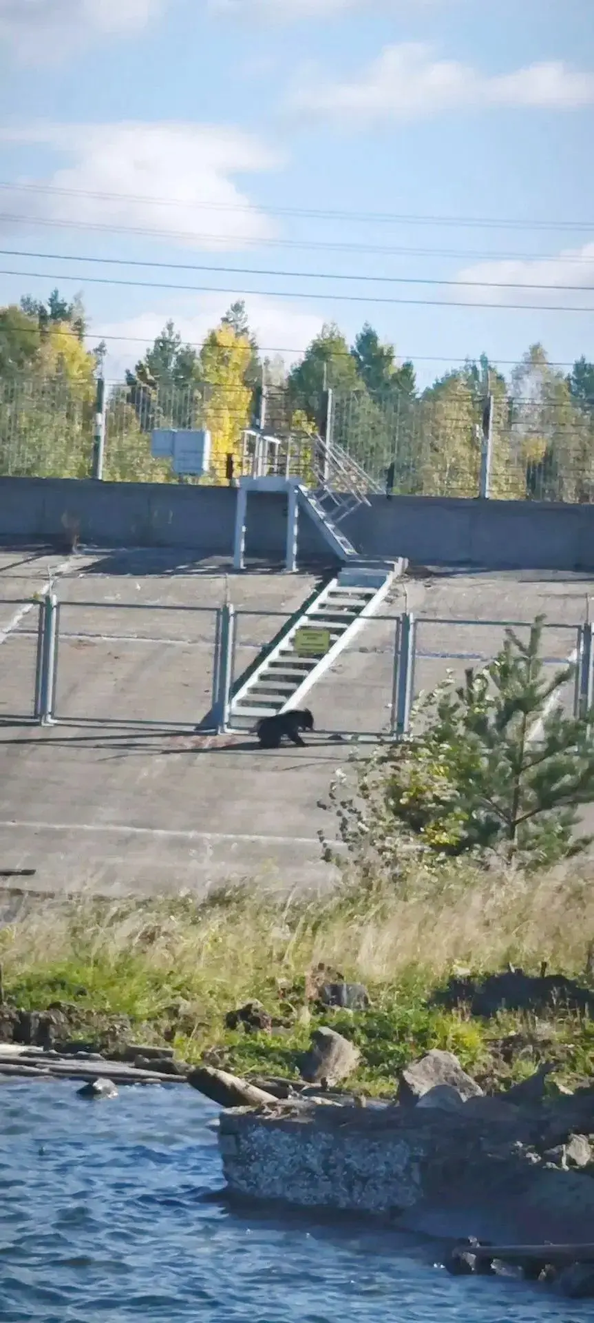 Медведь на левом берегу Усть-Илимска 🐻