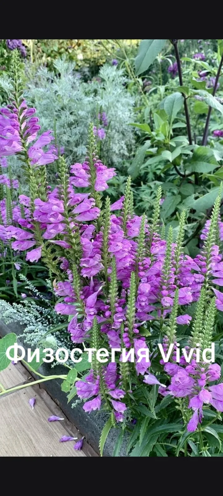 Физостегия виргинская - корневищный многолетник, испытанный в моём саду.