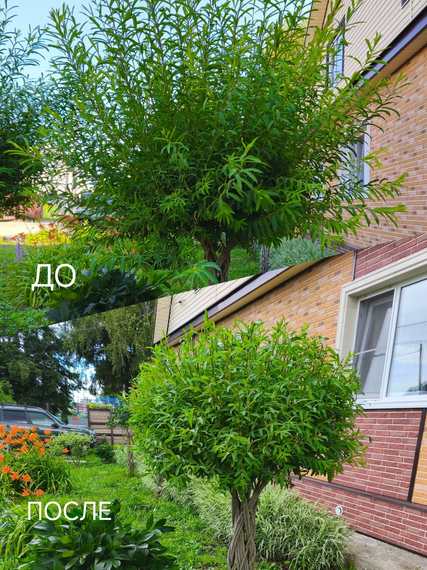 🌳Стрижка кроны🌳